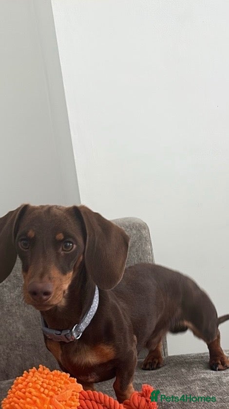 Dachshund dogs 1 year old male daschund - Advert 1