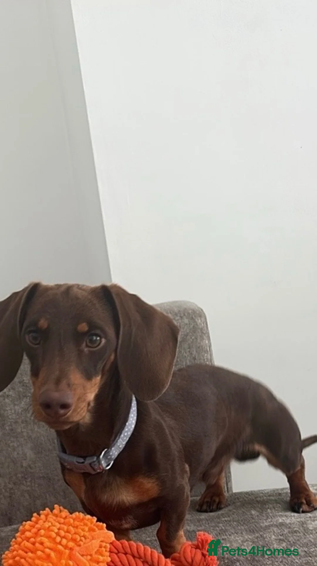 Dachshund dogs for sale: 1 year old male daschund in Darlington - Advert 1