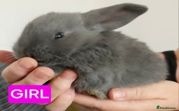 Continental Giant rabbits for sale: Continental giant babies  - Advert 5