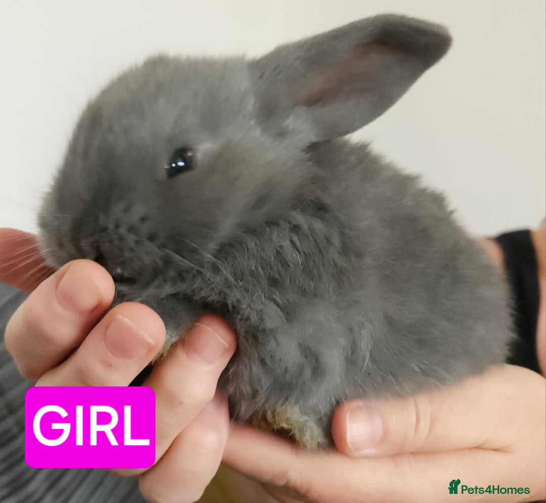 Continental Giant rabbits for sale: Continental giant babies  - Advert 5