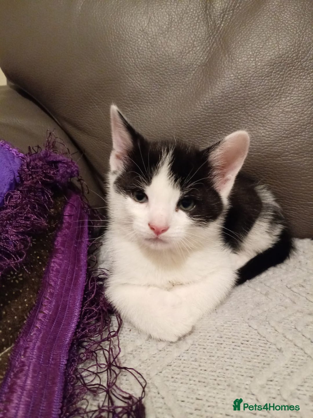 Mixed Breed cats for sale: 🐾 8 week old Beautiful Kitten - Advert 6