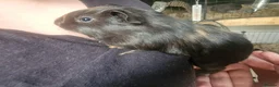 Guinea Pig rodents for sale: Male guinea pigs  - Advert 5