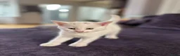 Turkish Angora cats for sale: 3 Stunning Turkish Angora Kittens - Advert 9