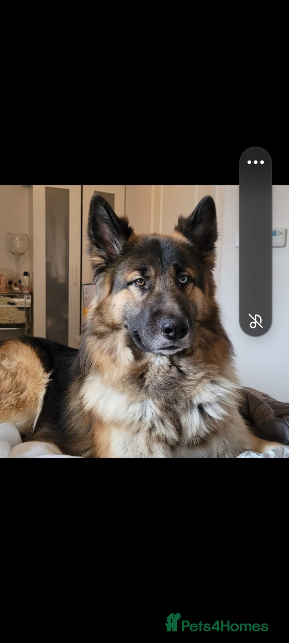 German Shepherd dogs German Shepard up for stud  in Erith - Advert 1