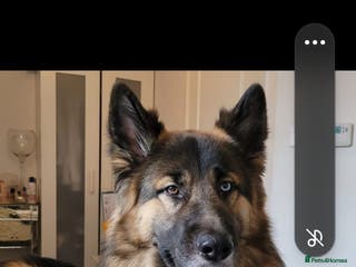 German Shepherd dogs German Shepard up for stud in Erith - Advert 16