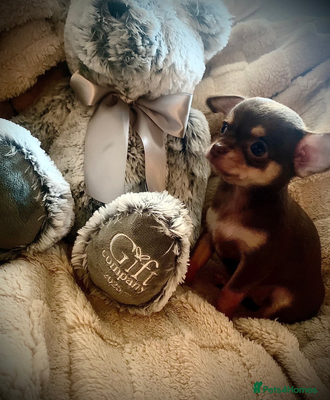 Chihuahua dogs for sale: Chihuahuas boys and girls available - Advert 6