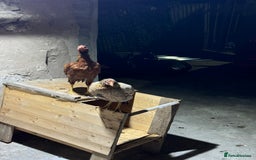 Chickens poultry for sale: Aseel Shamo GameFowl Cockfighting Chickens Pair - Image 7