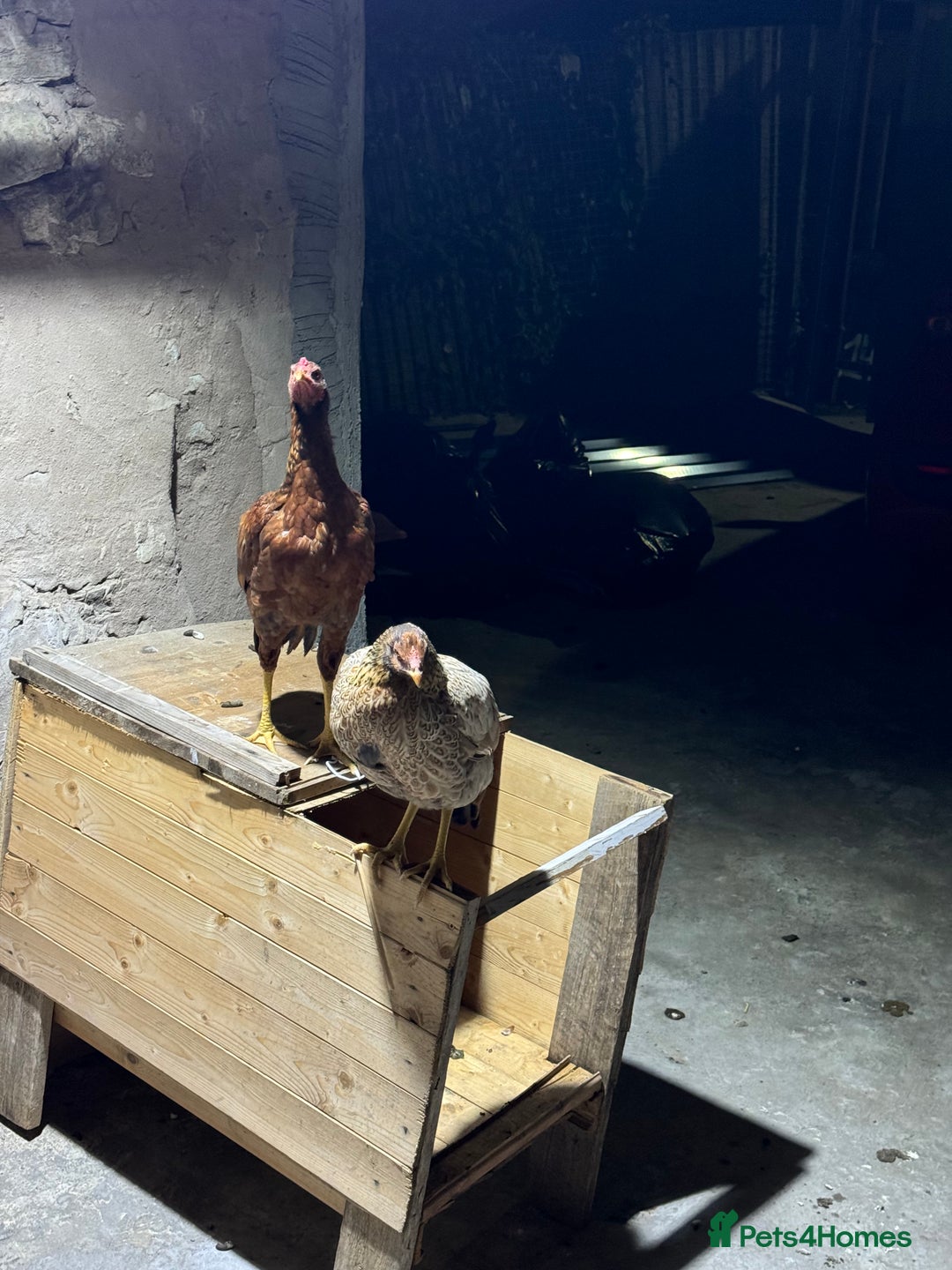 Chickens poultry for sale: Aseel Shamo GameFowl Cockfighting Chickens Pair - Image 7
