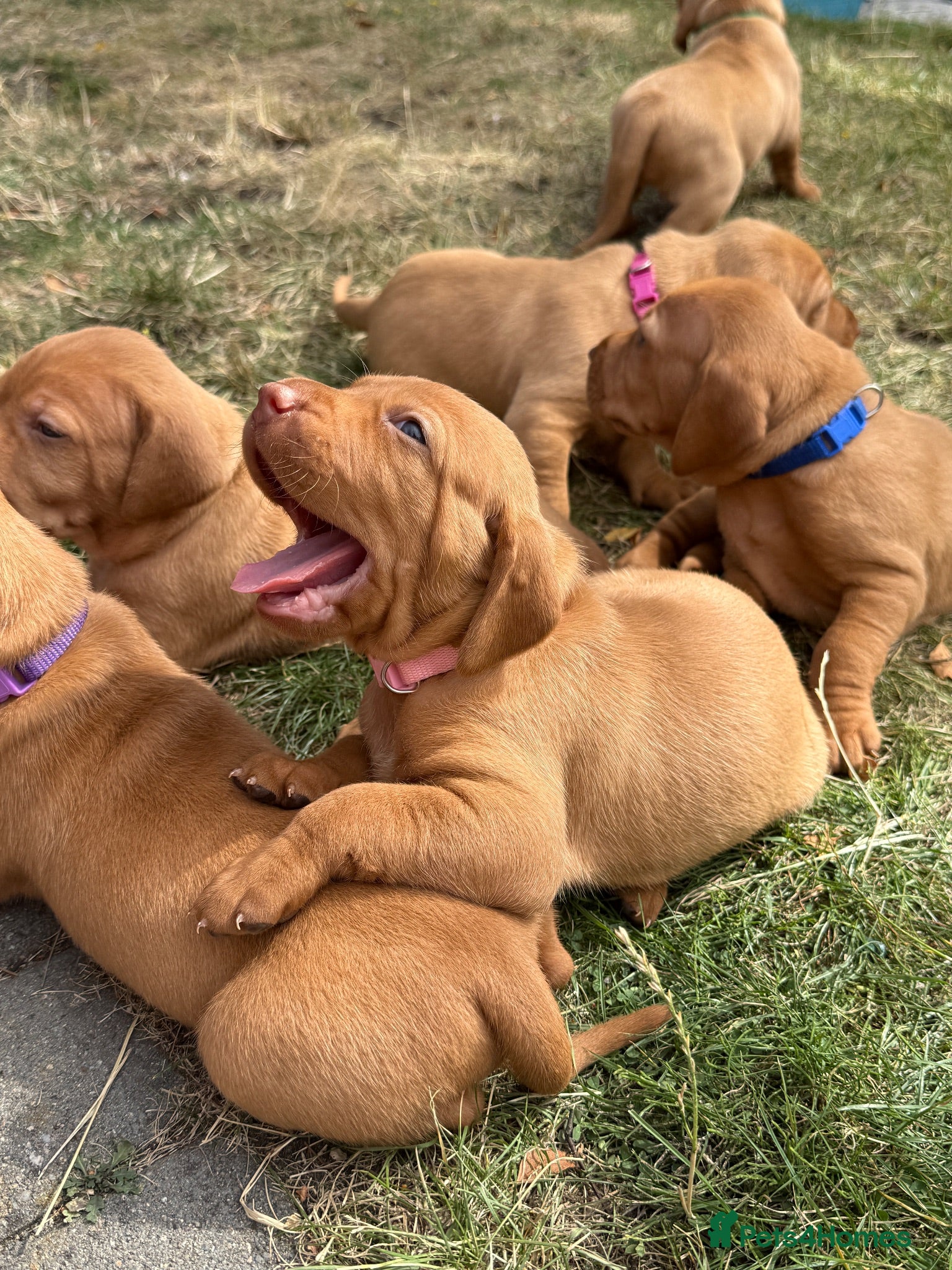 Hungarian Vizsla dogs Adorable Hungarian Vizsla Pups - Advert 2