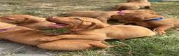 Hungarian Vizsla dogs for sale: Adorable Hungarian Vizsla Pups in Southport - Advert 2