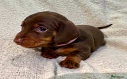 Miniature Dachshund dogs for sale: Mini Dachshund KC Reg -  ONLY 3 MALE PUPS LEFT!  - Advert 28