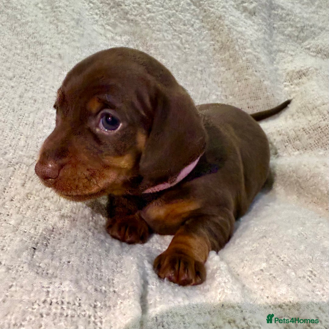 Miniature Dachshund dogs for sale: Mini Dachshund KC Reg -  ONLY 3 MALE PUPS LEFT!  - Advert 28
