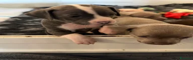 Badger 