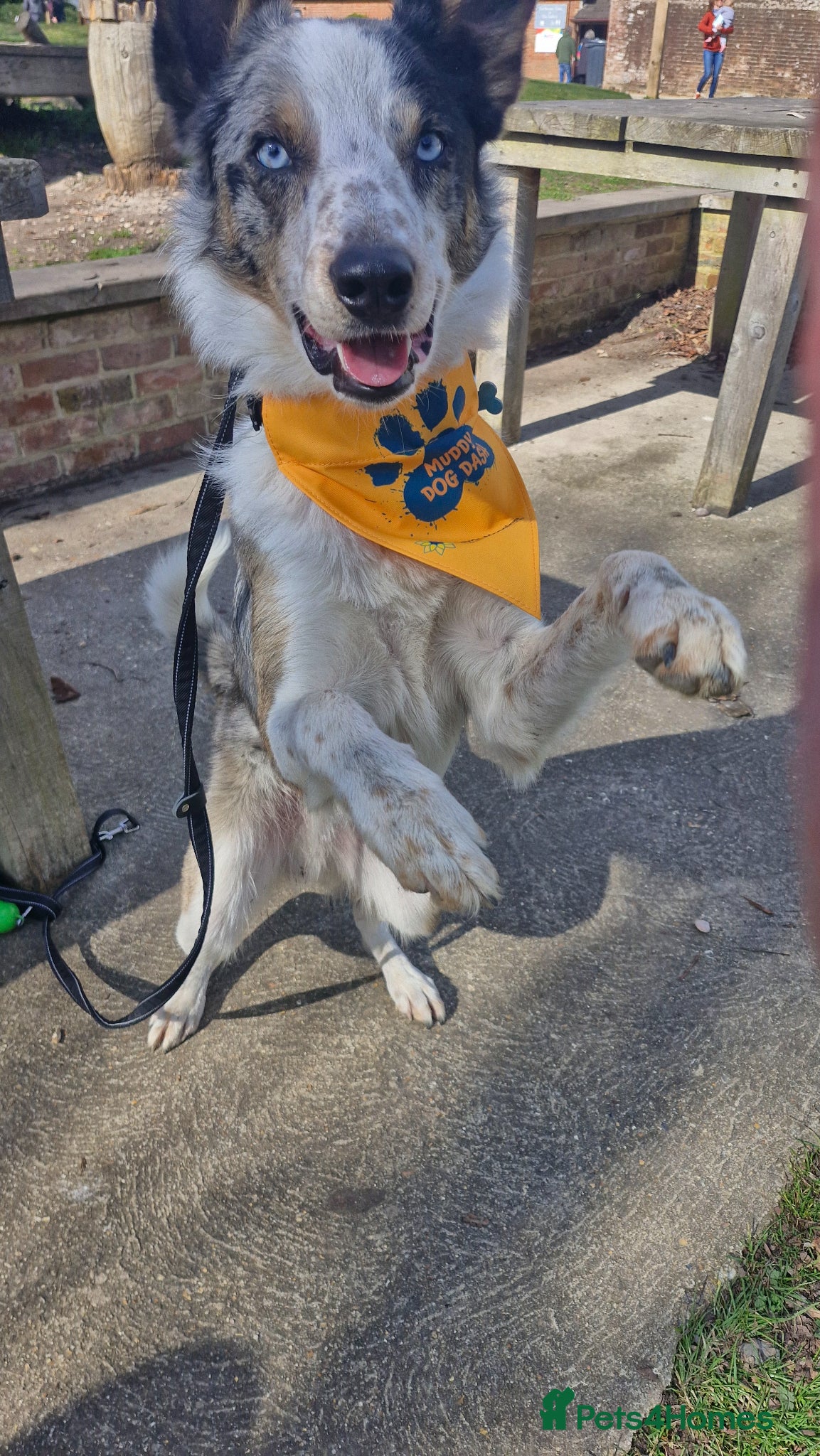 Welsh Collie dogs Marvellous Merlin please read carefully - Advert 3