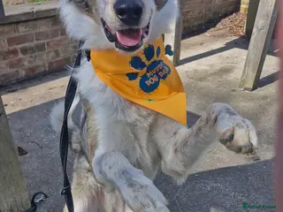 Welsh Collie dogs Marvellous Merlin please read carefully - Advert 3