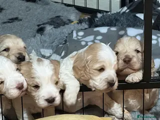 Cockapoo dogs Beautiful cockapoo puppies - Advert 16