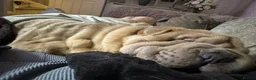 Shar Pei dogs for stud: Shar Pei for stud  - Advert 14
