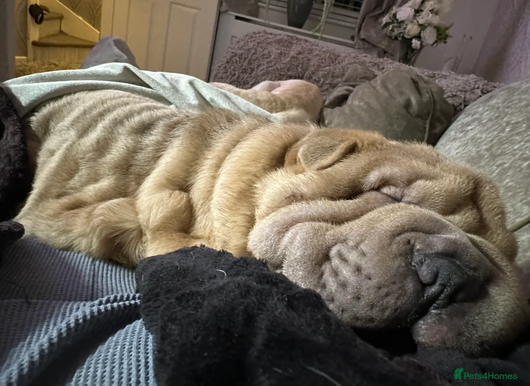Shar Pei dogs for stud: Shar Pei for stud  - Advert 14