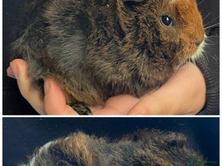 Guinea Pig rodents Baby boar boy guinea pigs - Advert 7