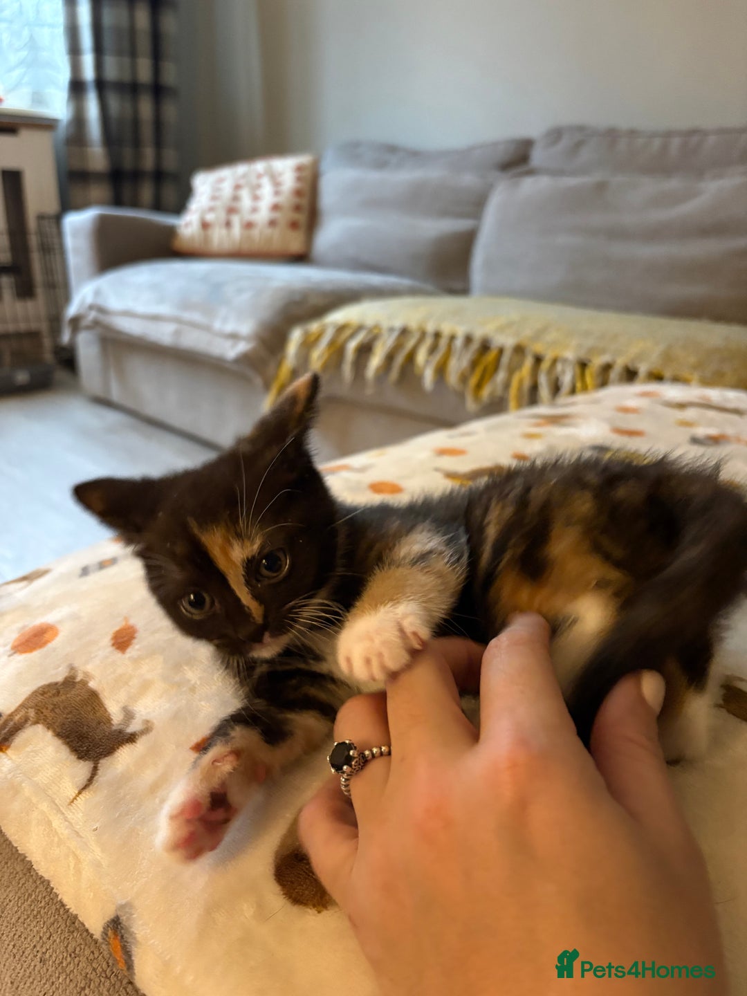 RagaMuffin cats for sale: Beautiful Ragamuffin Kittens Ready December 24th   - Advert 11