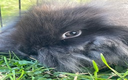 Mini Lop rabbits for sale: Male mini lop babies READY TO LEAVE  - Image 25