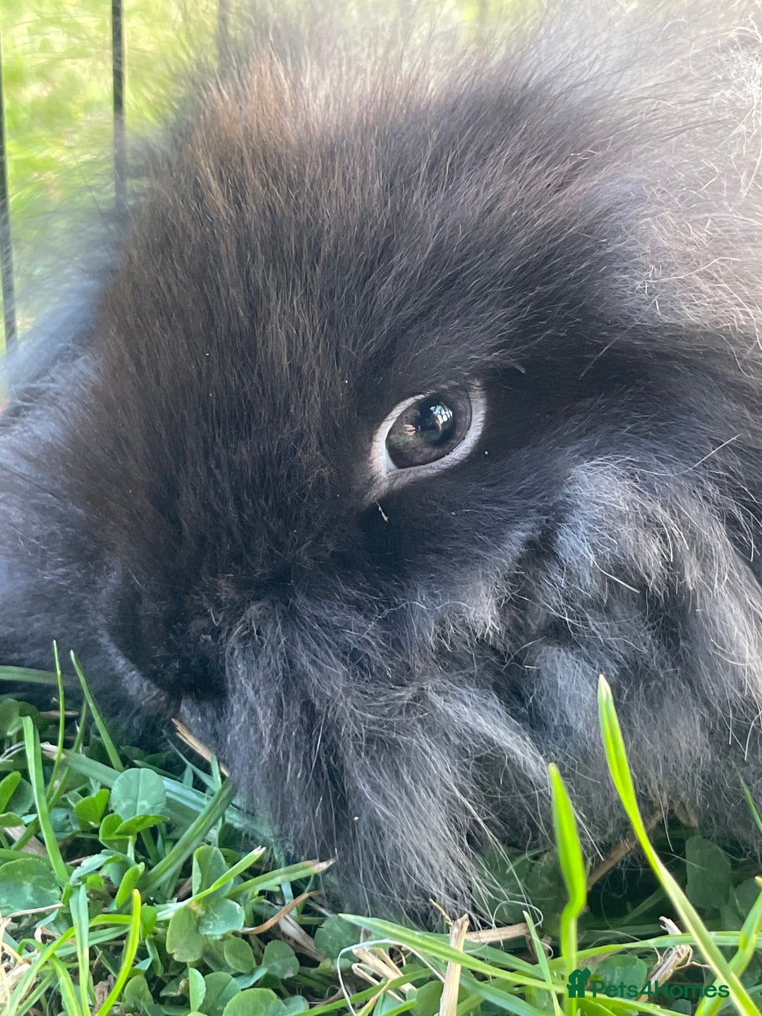 Mini Lop rabbits for sale: Male mini lop babies READY TO LEAVE  - Image 25