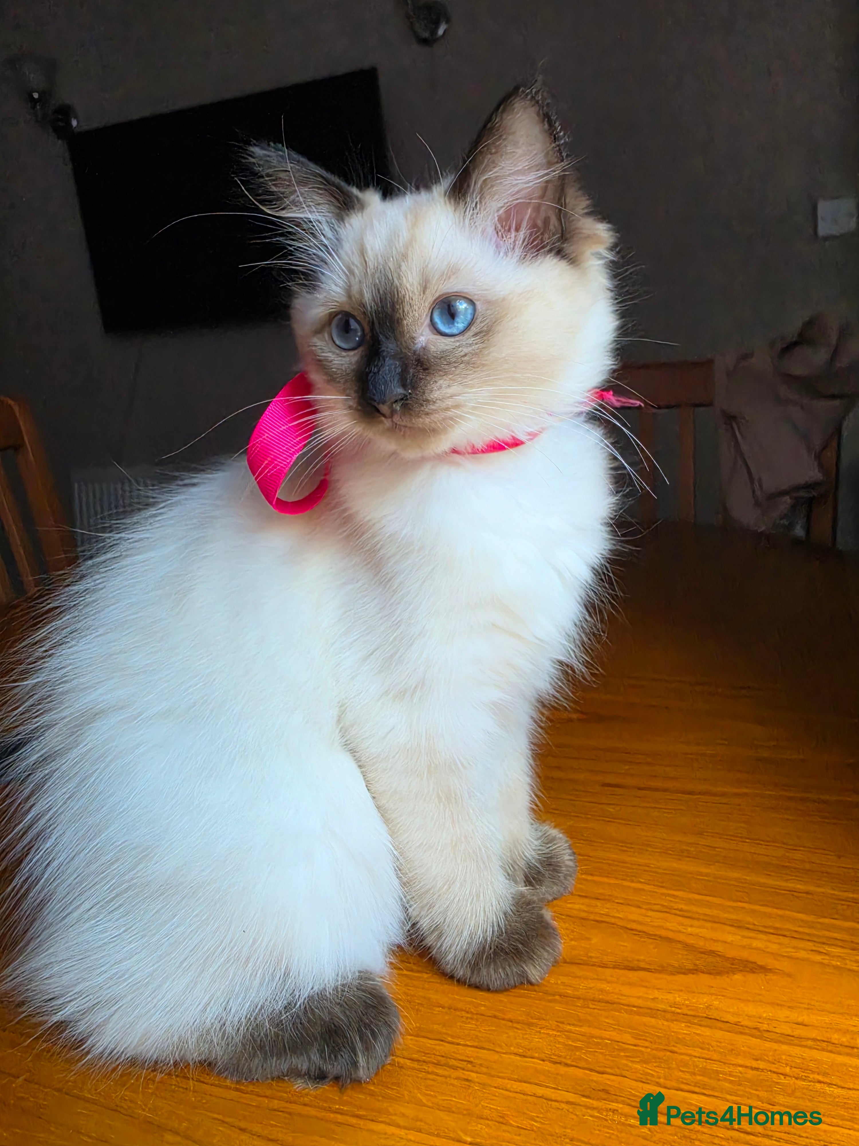 Ragdoll cats Last Ragdoll Girl Available –11Weeks Old,Ready Now - Advert 2