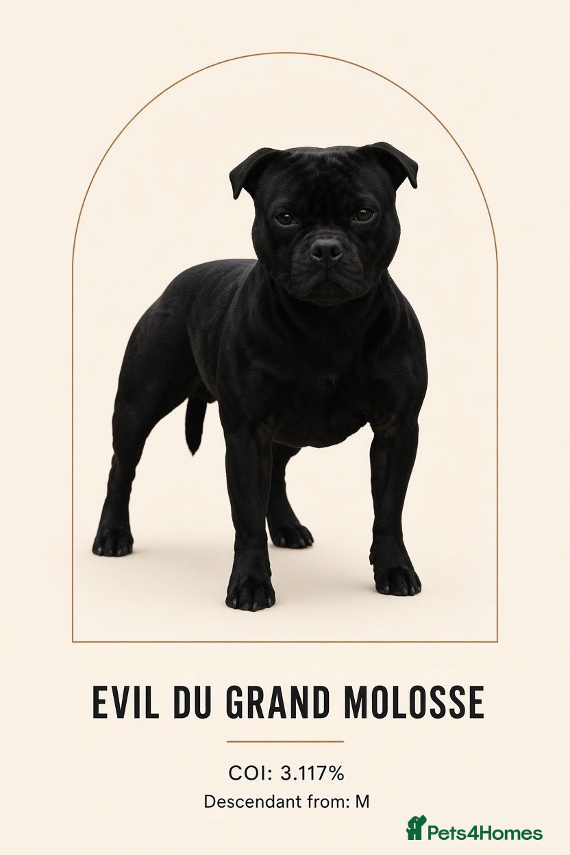Staffordshire Bull Terrier dogs Bullscaff Blue Venom × Blue Lola  - Advert 2