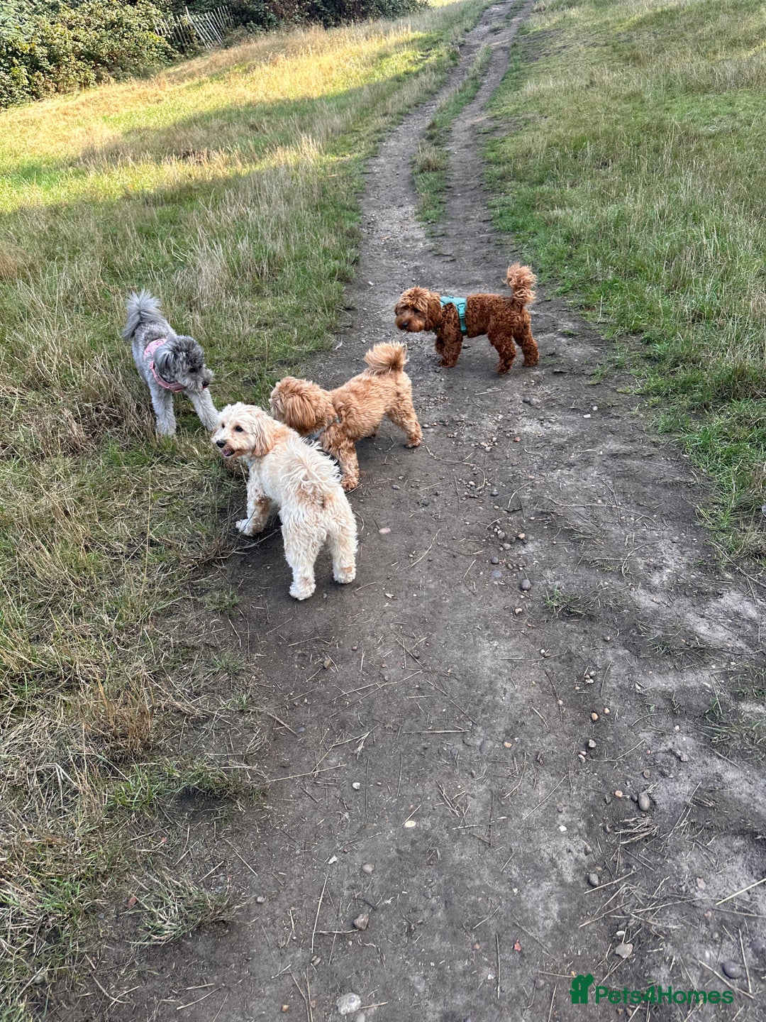 Mixed Breed dogs for sale: Puppies looking for a loving family  - Image 27