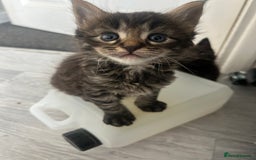 Maine Coon cats for sale: MAINCOON KITTENS READY NOW  - Image 8
