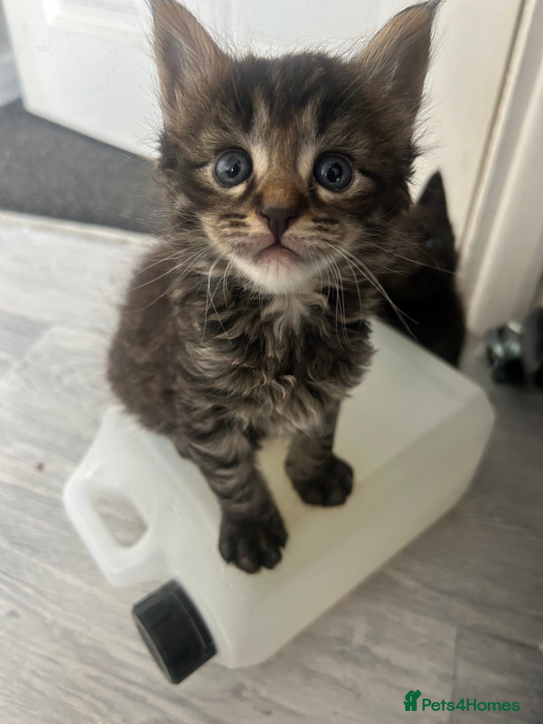 Maine Coon cats for sale: MAINCOON KITTENS READY NOW  - Image 8