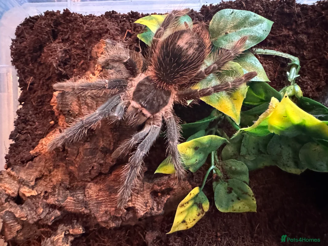 Tarantulas invertebrates for sale: Brazilian salmon pink bird-eating tarantula - Advert 2