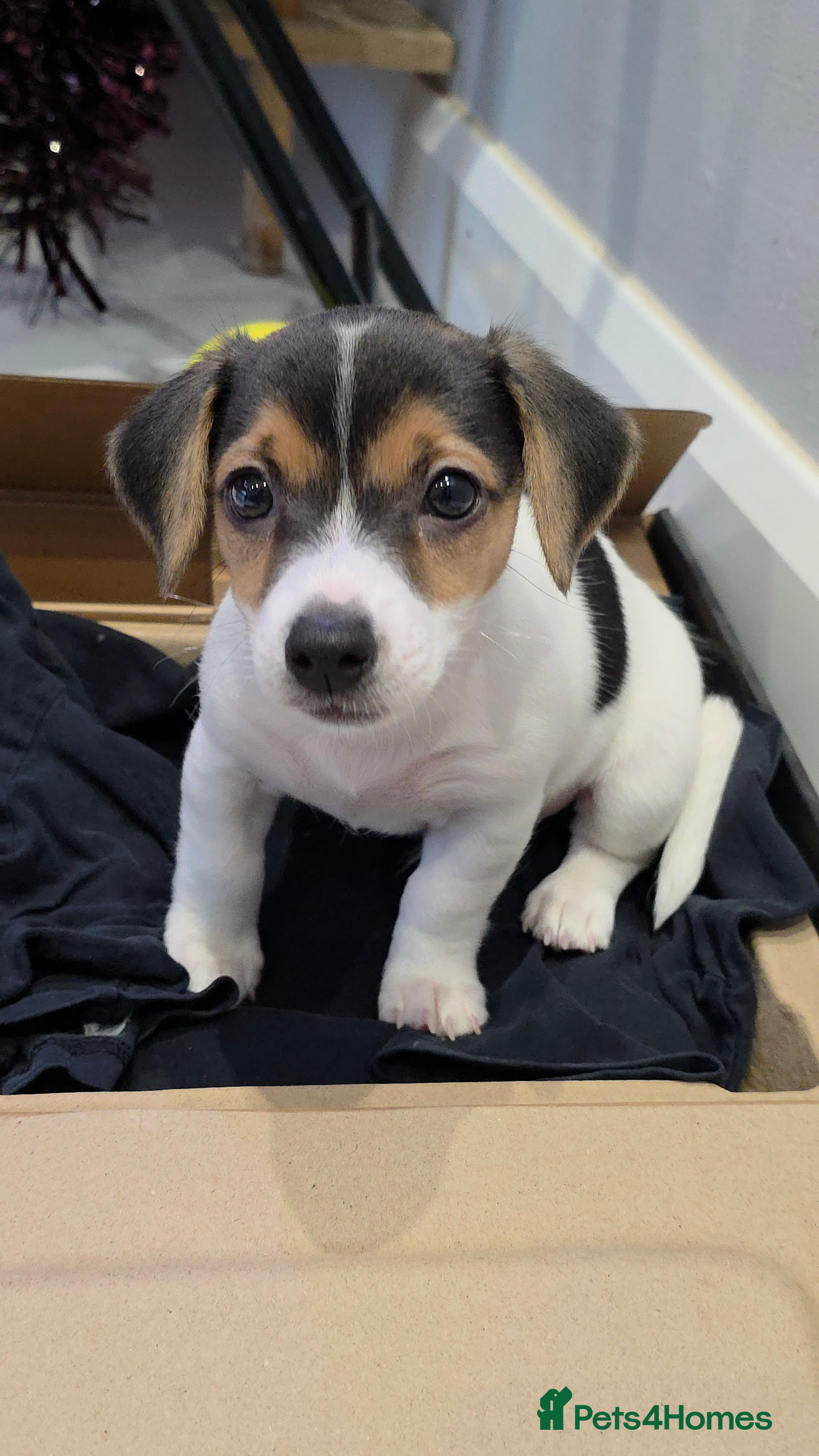 Jack Russell dogs URGENT: A Little Gentleman in Need of a Loving🏠 - Advert 1