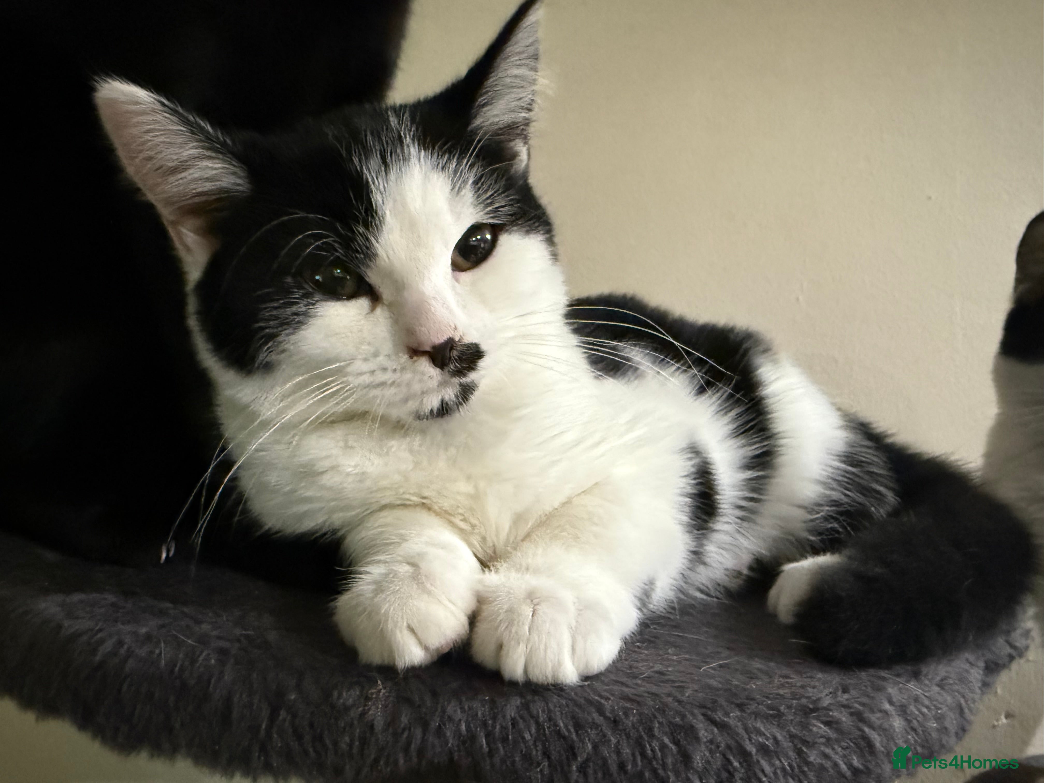 Domestic Shorthair cats Kittens for a good home  - Advert 14