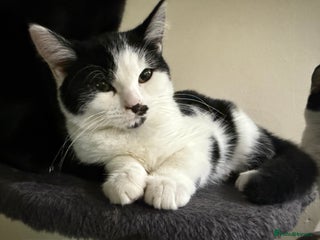 Domestic Shorthair cats Kittens for a good home - Advert 3