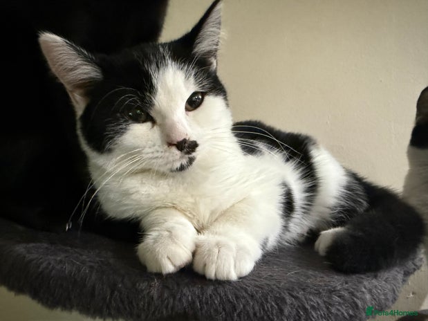 Domestic Shorthair cats Kittens for a good home - Advert 2