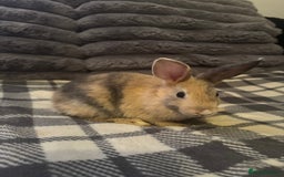 Mixed Breed rabbits for sale: Rabbits for sell. - Image 13