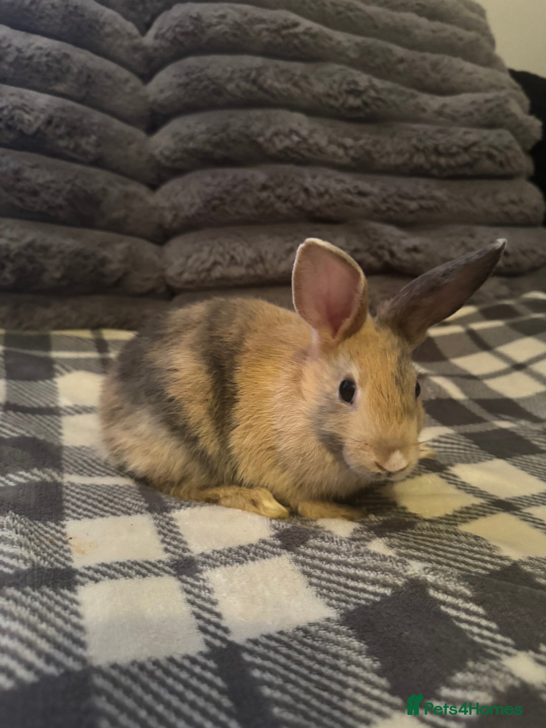 Mixed Breed rabbits for sale: Rabbits for sell. - Image 13