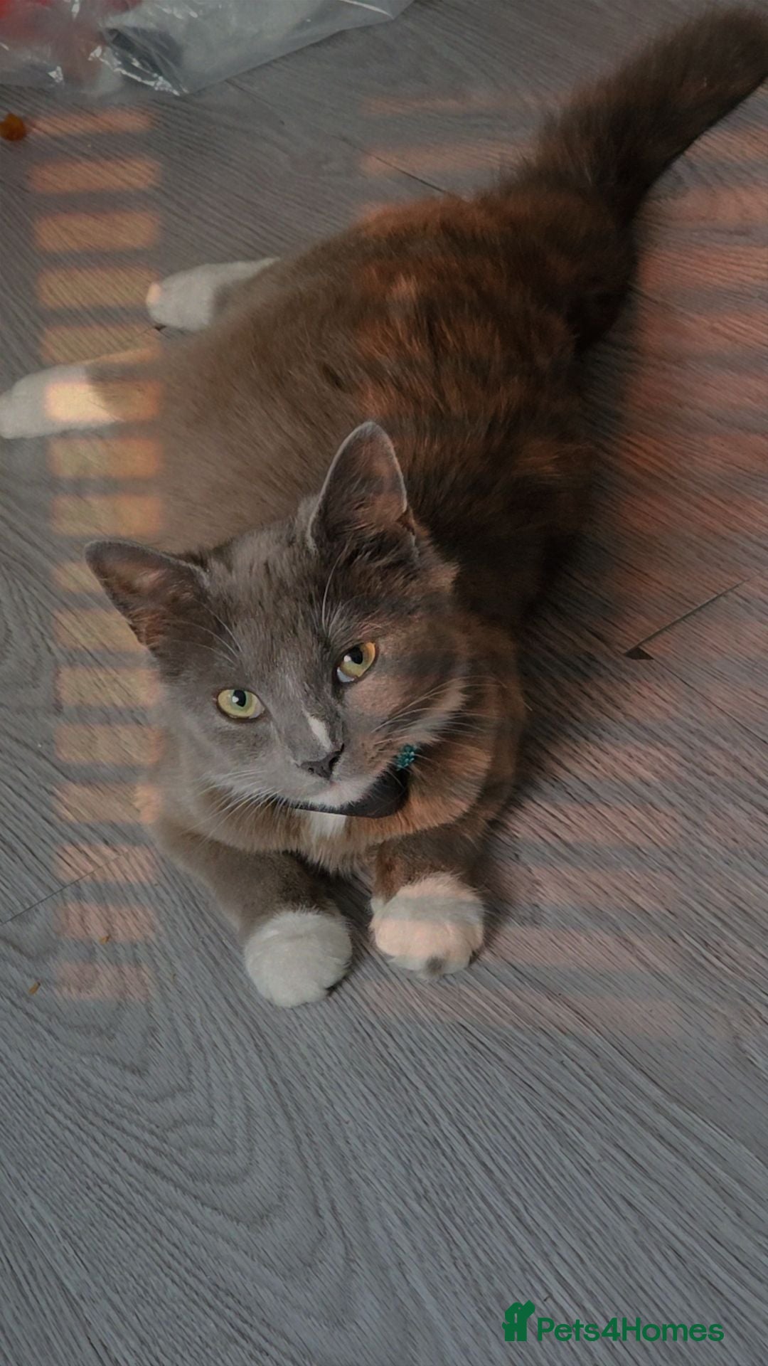 Mixed Breed cats Quarter Mainecoone Kittens  - Advert 16