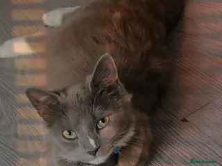 Mixed Breed cats Quarter Mainecoone Kittens - Advert 1