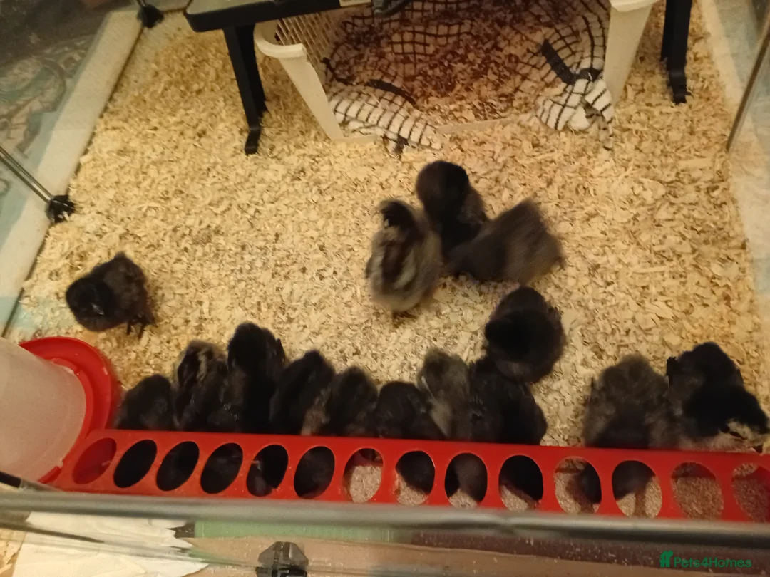Chickens poultry for sale: Silkie Chicks for sale £20 each  in Spennymoor - Advert 3