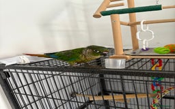 Conures birds for sale: Conure for sale - Image 2