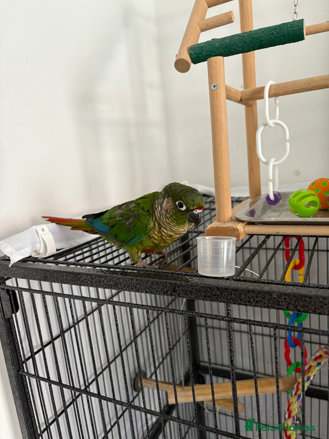 Conures birds for sale: Conure for sale - Image 2