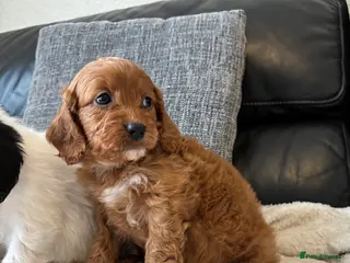 Cavapoo dogs 4 Cavapoo puppies left 😍 - Advert 14