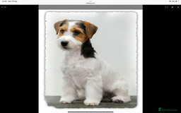 Jack Russell dogs for sale: Jack Russell Puppies - Image 14