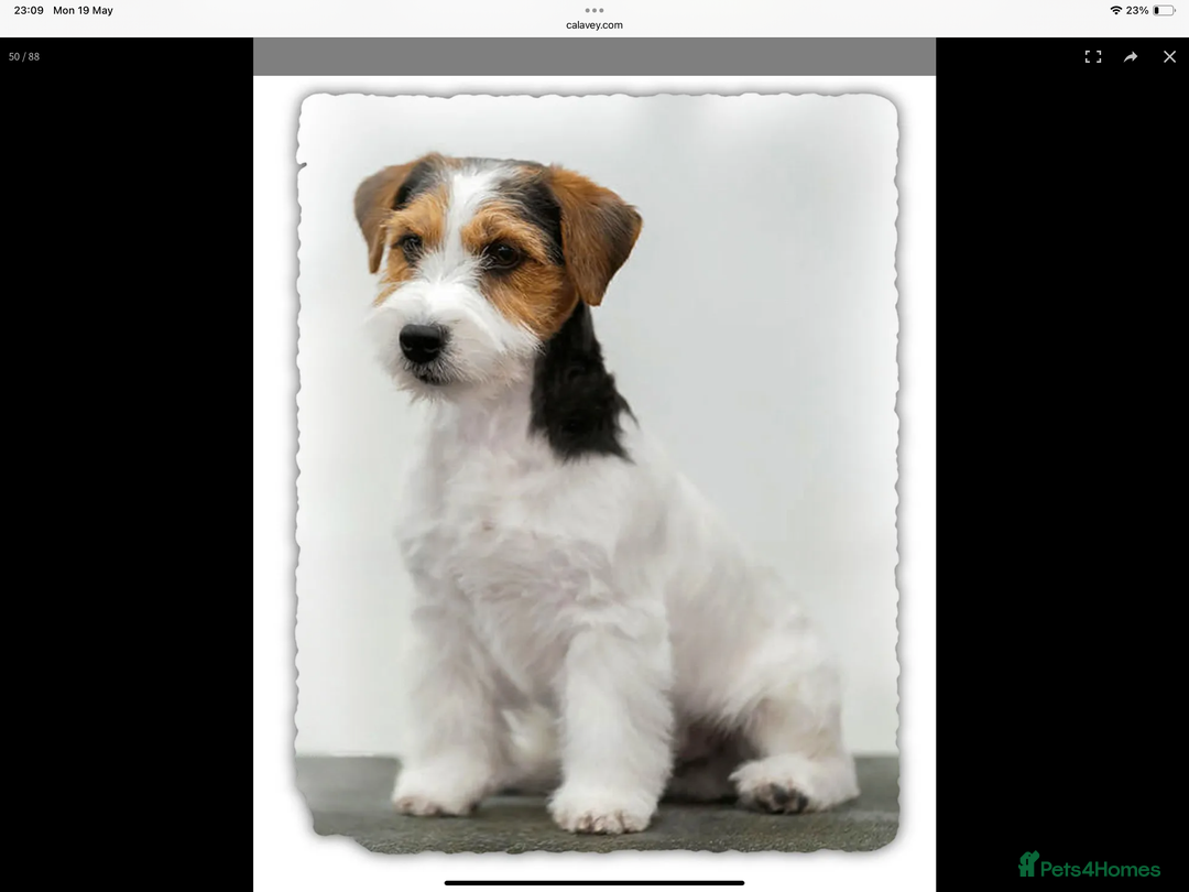 Jack Russell dogs for sale: Jack Russell Puppies - Image 14