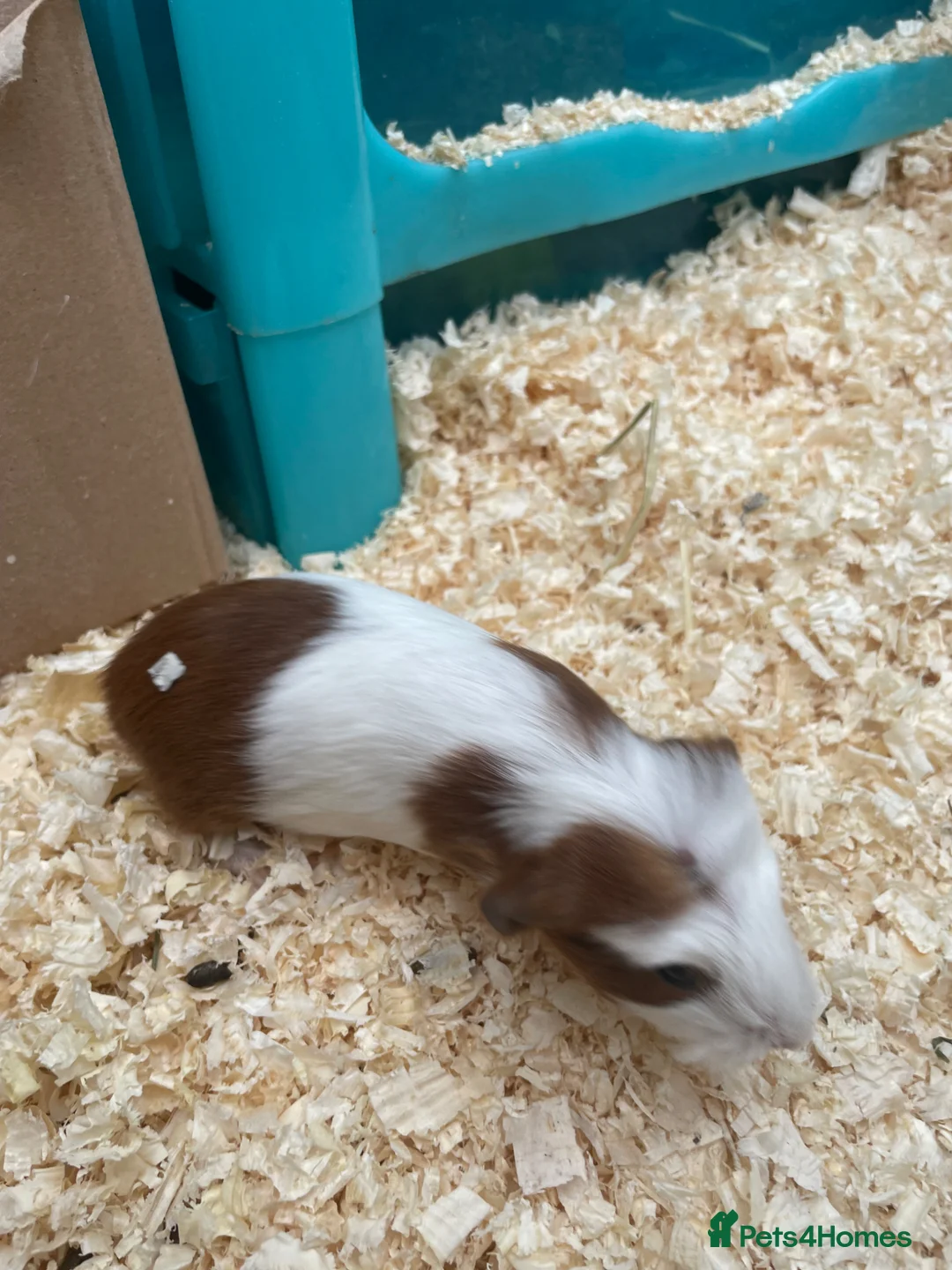 Guinea Pig rodents for sale: Gorgeous guinea pigs  - Advert 12