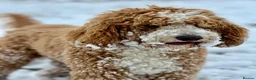 Australian Labradoodle dogs for sale: ⭐ 1 Pup Left Australian Labradoodle – Ready Now ⭐ - Advert 12
