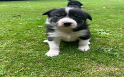 Border Collie dogs for sale: Border Collie - Image 4