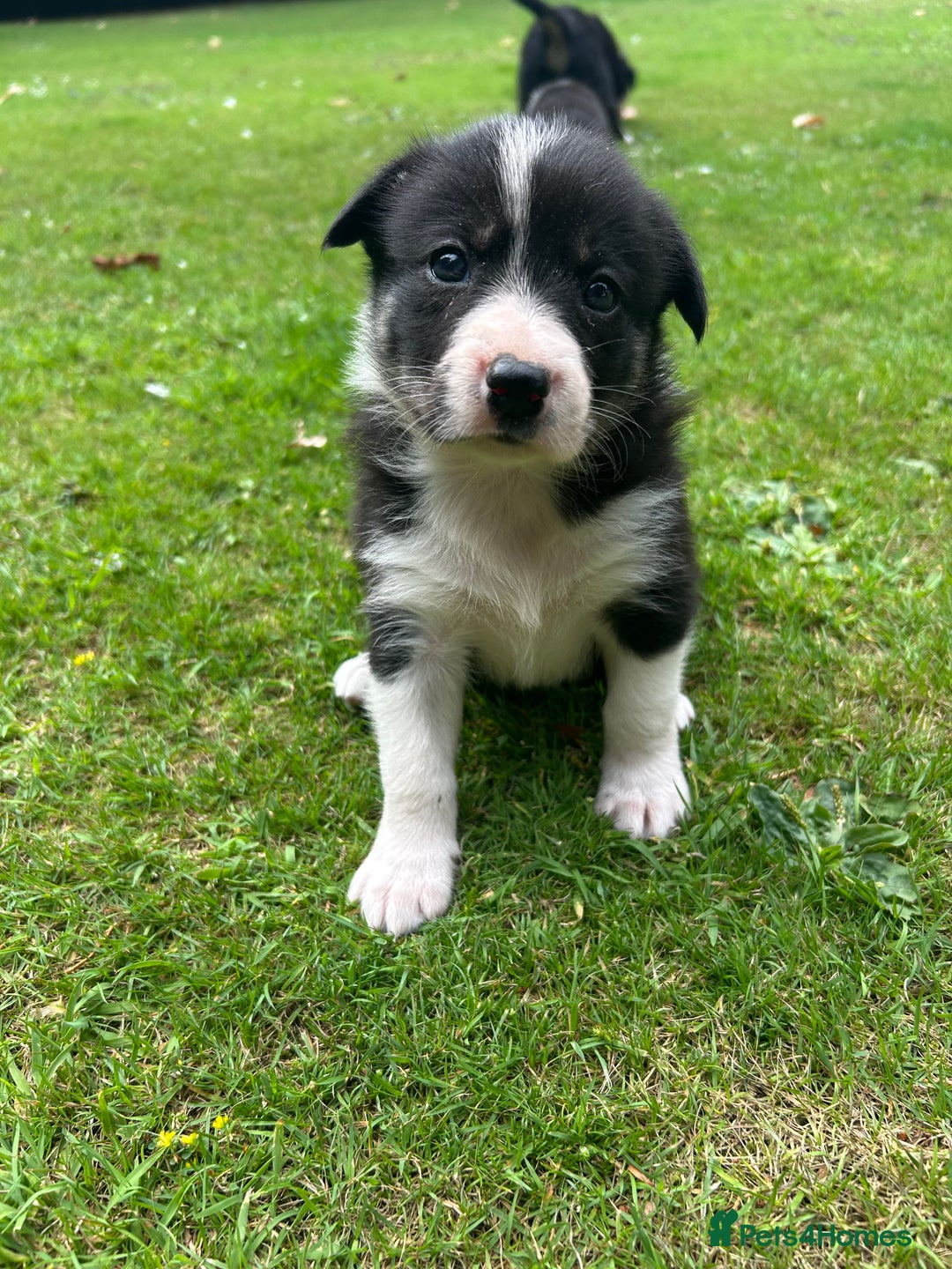 Border Collie dogs for sale: Border Collie - Image 4